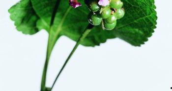 叶兰爆料视频大全下载,揭秘幕后真相,带你走进事件核心 第3张 叶兰爆料视频大全下载,揭秘幕后真相,带你走进事件核心 第3张